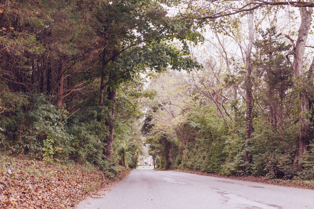 public domain images, free stock photos, high quality,  high resolution, free downloads, nashville tennessee, Road, Trees, Forest, Green, Tunnel 