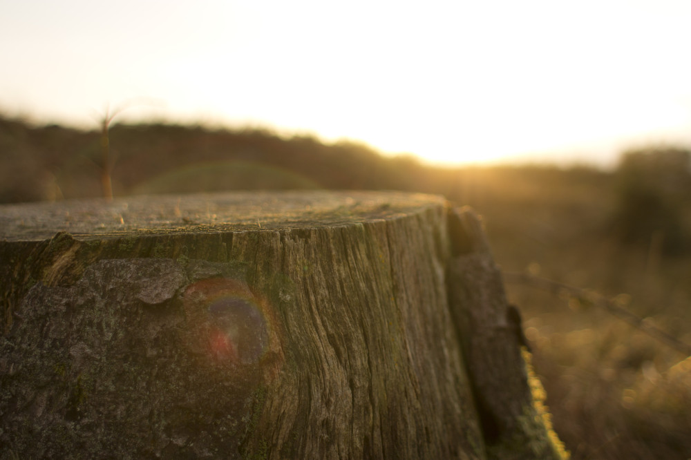 Public Domain Images - .com - Tree Stump Brown Wood Cut Sun Rise Lens Flare