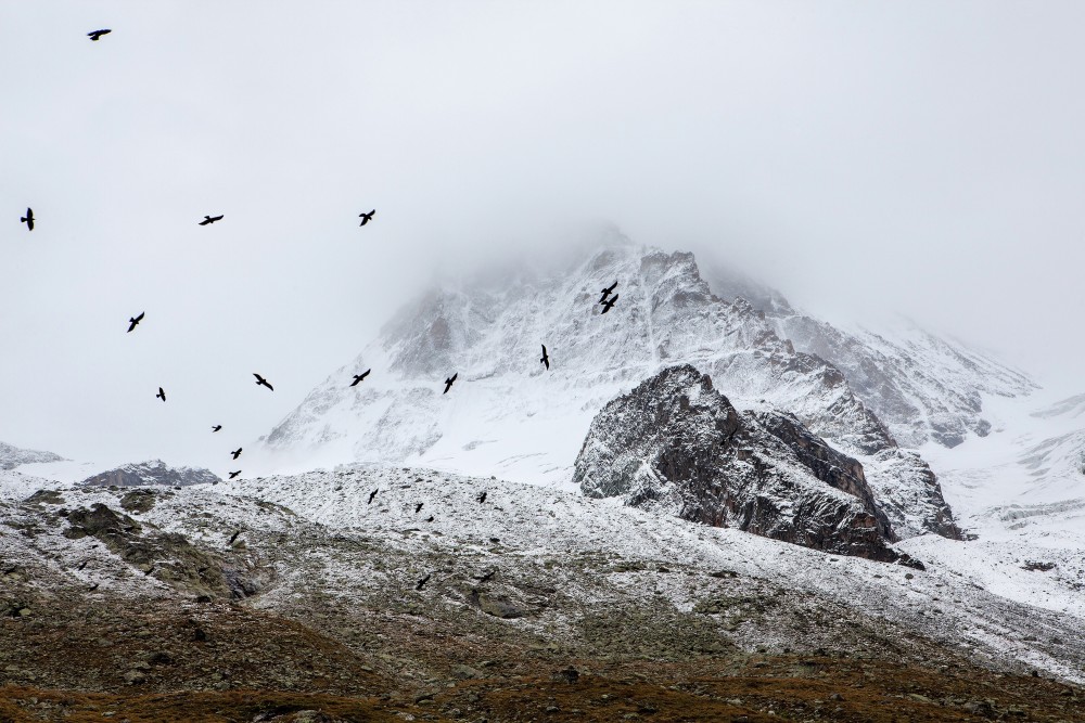 Public Domain Images – Mountains Snow Birds White Black Grey Fog