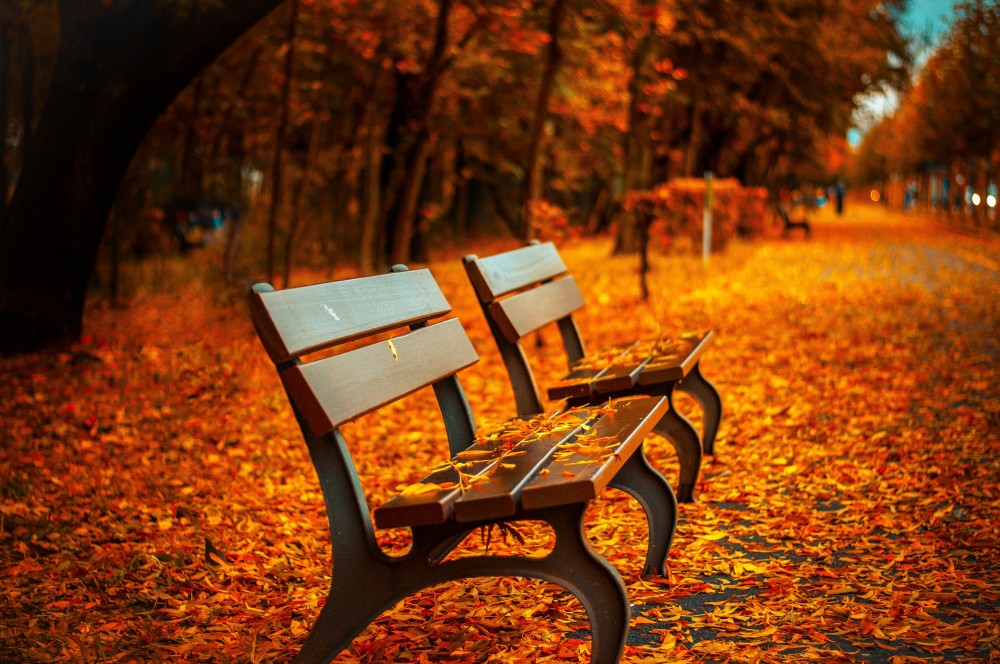 Public Domain Images - Autumn Park Bench Fall Orange Leave Trail