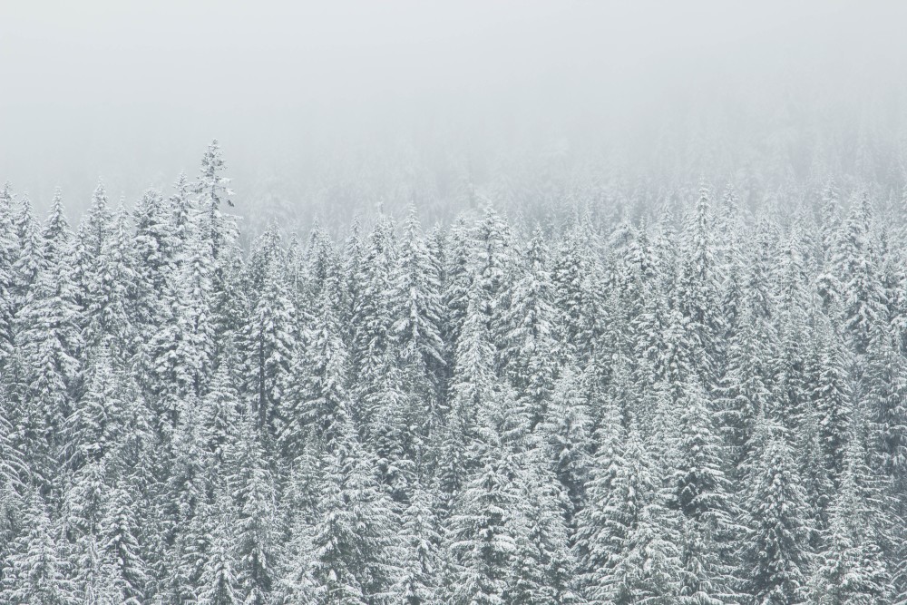 Public Domain Images – Winter White Snow Trees